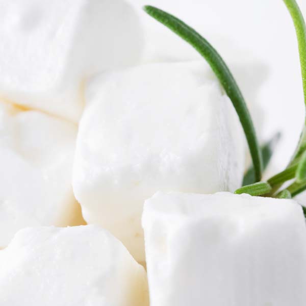 CAMPHOR
