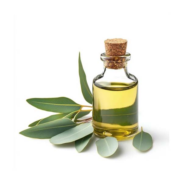 EUCALYPTUS